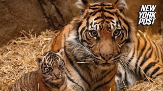 London Zoo welcomes Loki the tiger cub