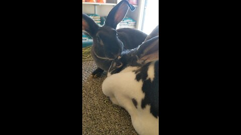 Rabbit Giving Kisses To Mother