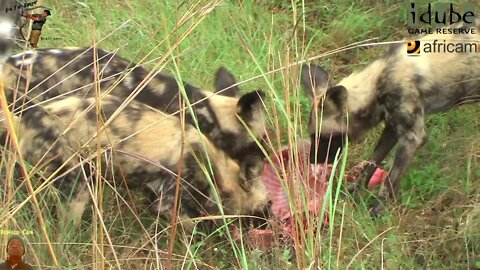 Warthog Caught And Consumed By Painted Wolves