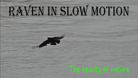 Raven flies in slow motion over a river / beautiful black raven in flight.