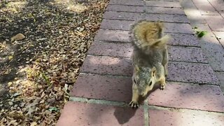 Feeding a mother squirrel with her two babies