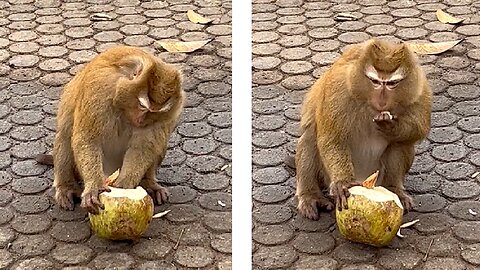 Smart monkey eats coconut