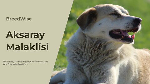 Everything You Need to Know About Aksaray Malaklisi Dogs The Fierce Protector Of Turkey's Livestock!