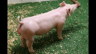 4-2 Crossbred Boar