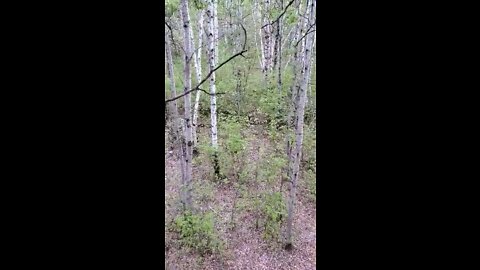 Black bear hunting