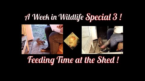 A Week In Wildlife Special No. 3 - Feeding Time At The Shed !