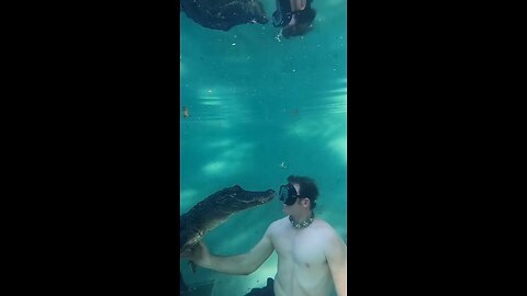 crocodile meet under water