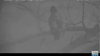 Hays Eagles Christmas Eve nest visitor chased 2019 12 24 516