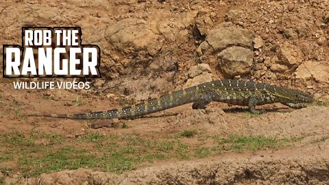 Nile Monitor Lizard | Maasai Mara Safari | Zebra Plains