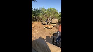 Safari in Botswana Africa