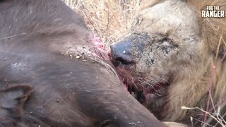 Lions With Two Buffalo Leave Plenty For The Vultures