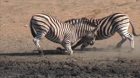 Zebra sounds #animal #nature #blackandwhite