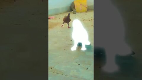 😍 Beautiful Pigeon 😍[Racer Kabootar] #shorts #youtubeshorts #beautiful #pigeon #kabootar #viral