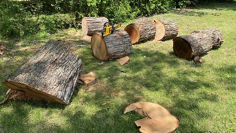 Cutting and Moving Freshly Felled Pin Oak Logs