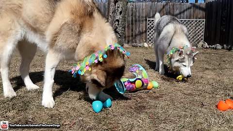 Huskies go on epic Easter egg hunt