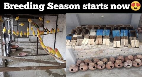 Breeding season ready😍 | season ki tiyariyan complete 2023-2024😘