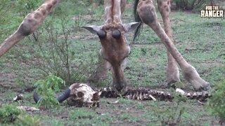 Rare Footage Of "Scavenging" Giraffe Herd Feeding On A Buffalo Skeleton! | Amazing African Wildlife