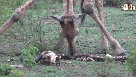 Rare Footage Of "Scavenging" Giraffe Herd Feeding On A Buffalo Skeleton! | Amazing African Wildlife