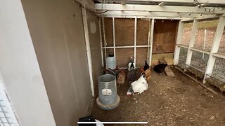 Winter is coming! Big changes for the backyard chickens!