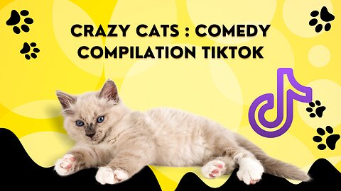 Crazy Cats : Comedy COMPILATION TIKTOK
