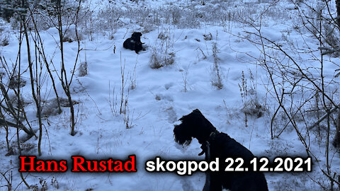 Skogpod 22. desember. Julefred i skogen