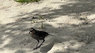 Female black bird? Collecting food for nest