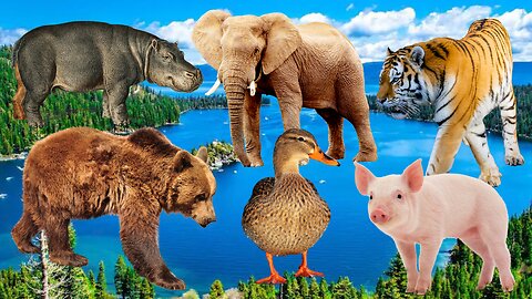 WATER-LOVING ANIMALS! Duck! Hippopotamus! Elephant! Bear! Tiger! Pig! Animal Video Sounds!