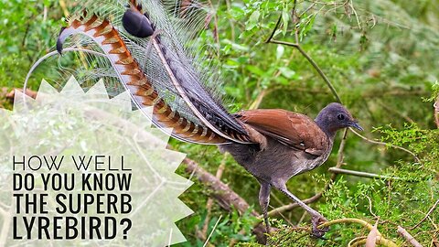Superb lyrebird || Descriptions, Characteristics and Facts!