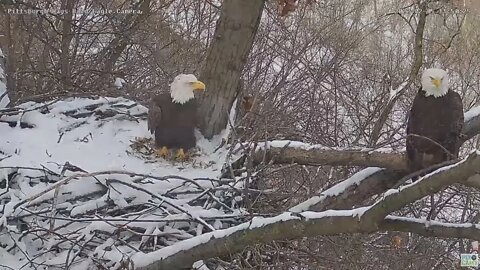 Hays Eagles chatter interesting Dad head turn study 2022 02 05 11:50:40