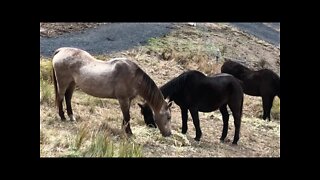 Old horses sharing hay