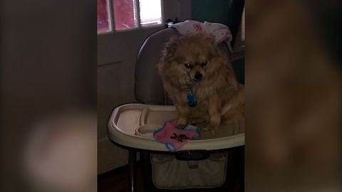 Guilty Dog Climbs To New Heights