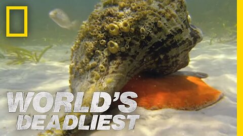 Hermit Crab vs. Conch | World's Deadliest