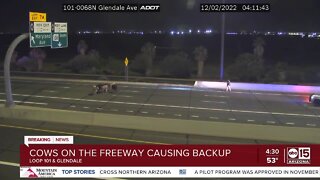 Loose cattle seen on Loop 101 in the West Valley