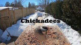Chickadees in Slow Motion