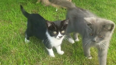 cats funny video#shorts#cats#catsanddogs #