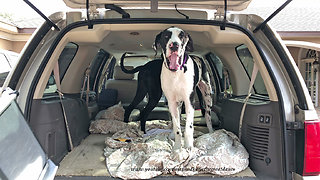 Excited Great Danes Can't Wait To Go For A Car Ride