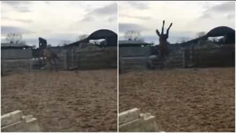 Cavalo desajeitado tenta pular cerca, mas leva tombo hilário