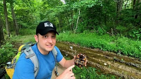 SAVING a turtle with a DAMAGED shell. Join me on me on my hike in the Ohio woods!
