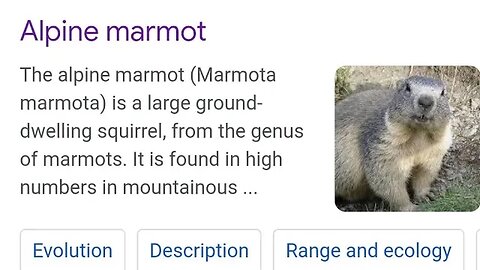 Alpine marmot