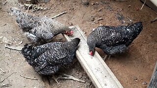 GALINHA E GALINHA JUNTOS DIVERSÃO GARANTIDA