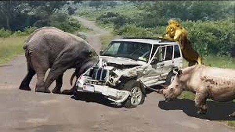 Disaster! Animals Ran Into The Main Road In Panic Attacking Cars And Passersby