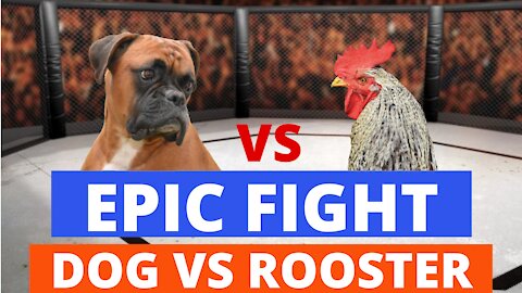 Epic FIGHT between ROOSTER vs DOG