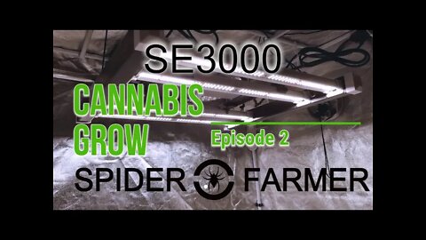 Spiderfarmer SE3000 Cannabis Grow Ep 2🔨 #SE3000 #SPIDERFARMER #420