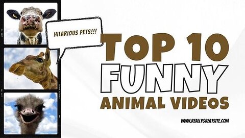 Animal Funny Video 2024