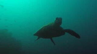Tartaruga com 3 pernas filmada nas ilhas Galápagos