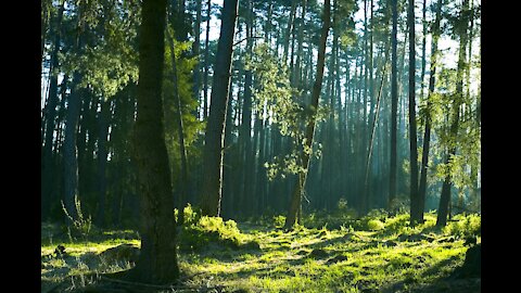 Bird song - early morning in the forest