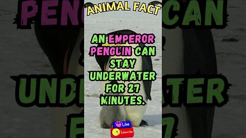 🐧Discover Fascinating Animal Facts👀 #shorts #shortsfact #animalfacts #funfactsshorts #emperorpenguin