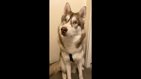 Husky is guilty so funny