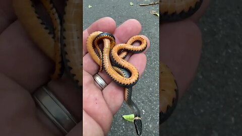Neon Orange Ringneck Snake