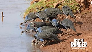 Thirsty Vulturine Guineafowl | Samburu | Zebra Plains On Tour